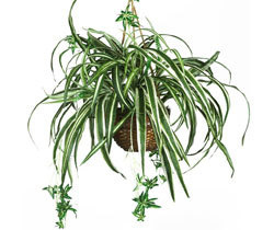 Silk Spider Plant with Hanging Basket Included