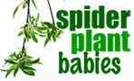 Spider Plant Babies
