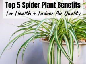 Top 5 Spider Plant Benefits for Health + Indoor Air Quality