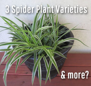 Spider Plant Varieties: 3 Types of Plants (...and more)